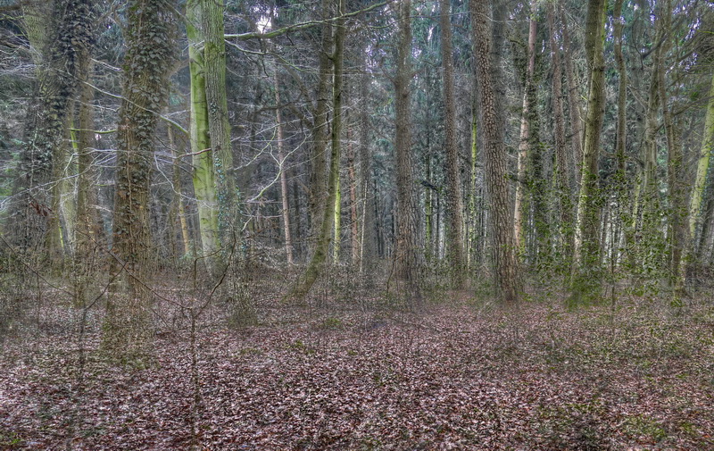 wald4